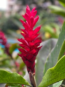 flowerbangalore
